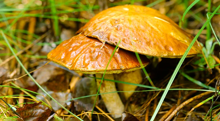 Boletus-svampe indeholder en stor mængde protein, mens kalorieindholdet kun er 20 kcal pr. 100 gram