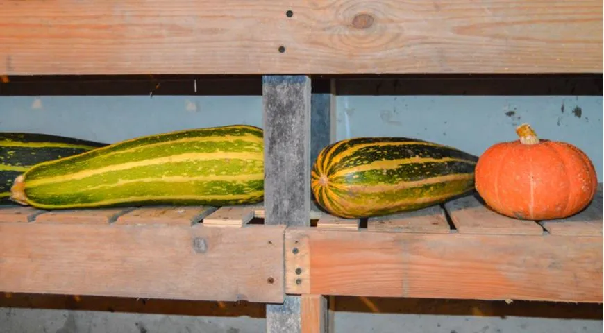 Opbevaring af zucchini og græskar i kælderen